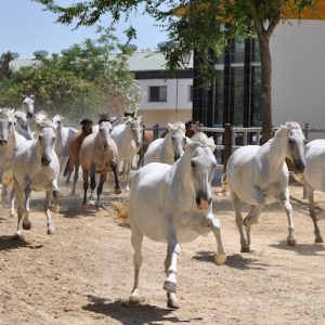 La ganadería más importante dedicada al caballo cartujano