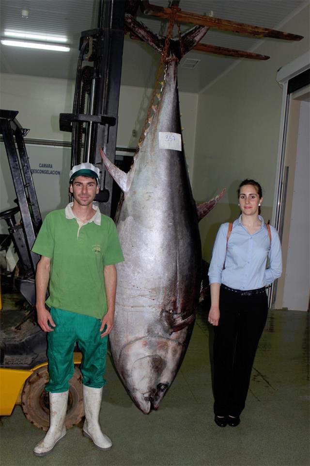 Gran atún capturado por la Empresa la Charca en Barbate