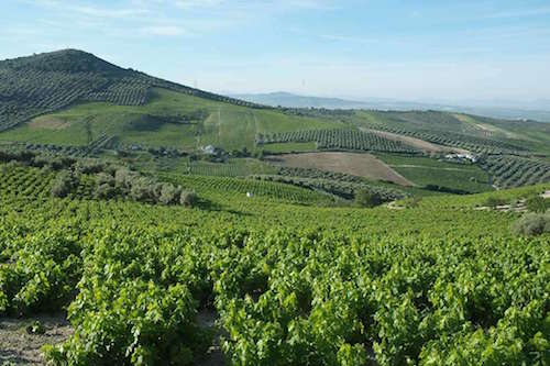 Vista del Cerro de San Juan en Montilla en la provincia de Córdoba