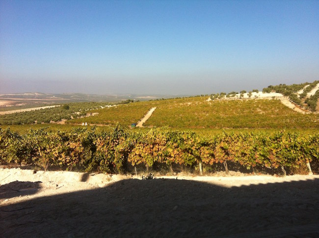 Viñedos de la Bodega Cruz Conde en Montilla