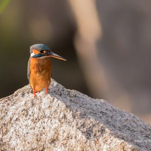 El Parque Natural Sierra de Andújar en Andújar