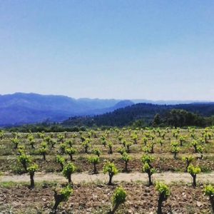 Bodegas Piedemonte en Olite