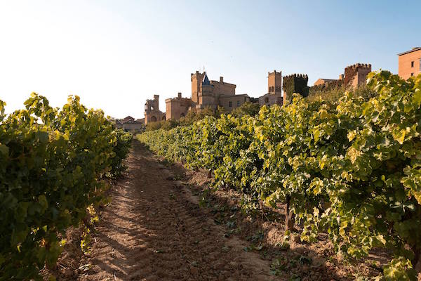 Viñedo cerca del Palacio Real de Olite en Bodegas Piedemonte en Olite en Navarra