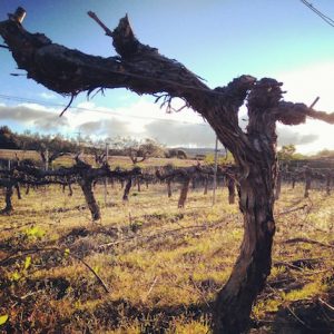 Bodegas Piedemonte en Olite