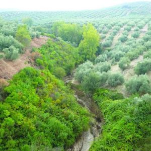 La Vía Verde en Cabra en Córdoba