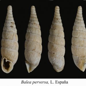 El Museo Aguilar y Eslava en Cabra en Córdoba