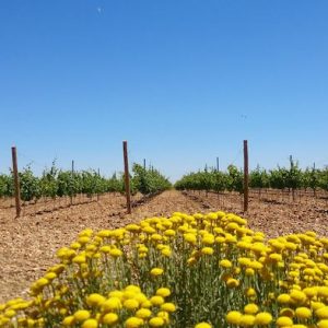 Visita bodega en Rueda