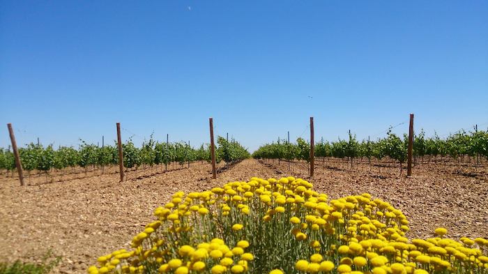 Finca de Montepedroso en Rueda en la provincia de Valladolid