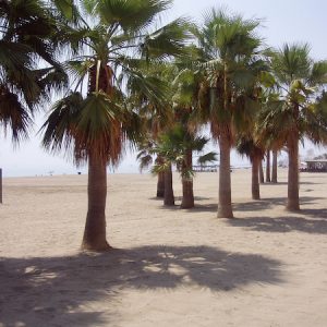 Turismo en Estepona