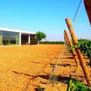 Visita bodega en Rueda