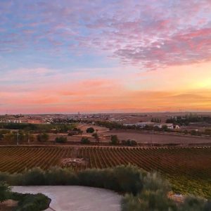 Visita bodega en Rueda