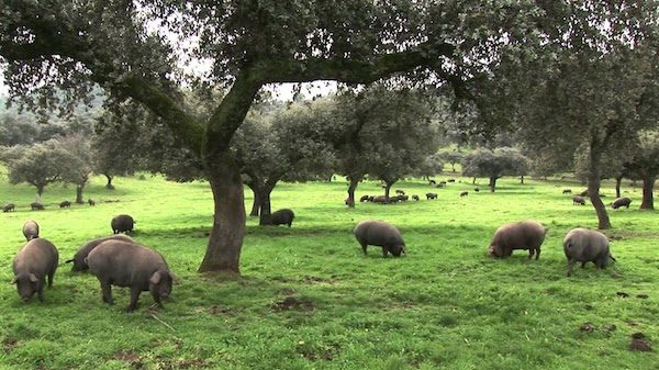 Cerdos Ibéricos en la dehesa de la finca la Capitana en la provincia de Sevilla
