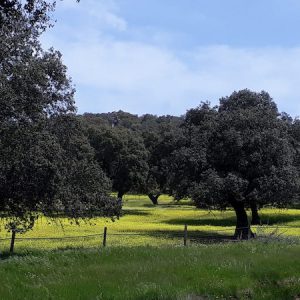 El Parque Natural de la Sierra Norte en Sevilla