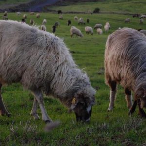 La meseta de Nisdafe