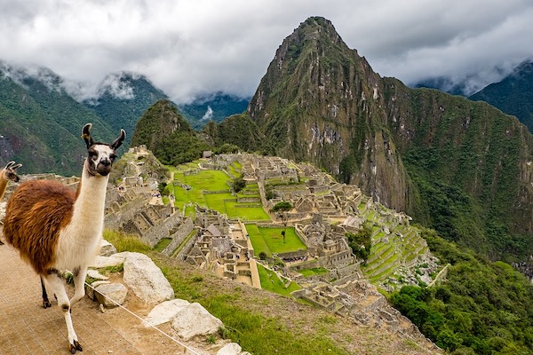 Una llama arriba de la ciudad Inca de Machu Pichu en Perú