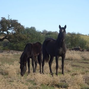 Ganadería Osborne