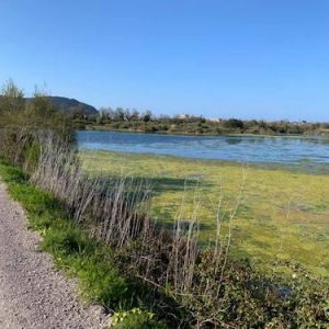 El Parque Natural de las Marismas de Santoña