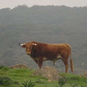 Ganadería Osborne