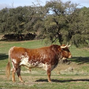 Ganadería Osborne