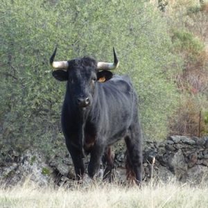 Ganadería Osborne