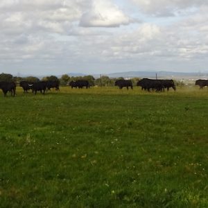Visita ganadería jandilla