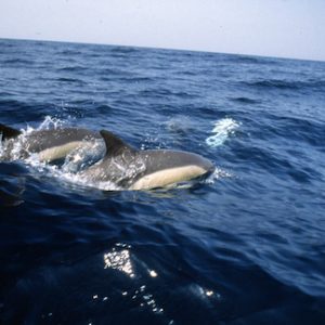 El Museo del Mar en Ceuta