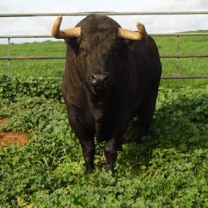 Visita ganadería jandilla