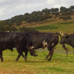 Visita ganadería jandilla