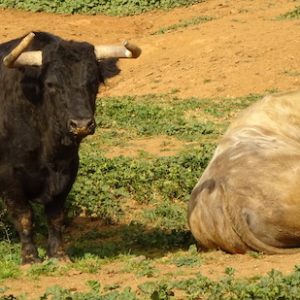 Visita ganadería jandilla