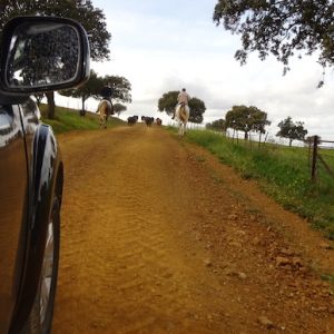 Visita ganadería jandilla