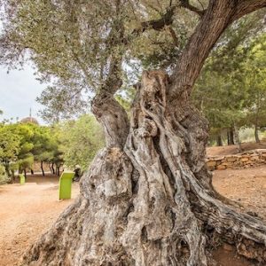 Los Olivos milenarios en Alcanar en Tarragona