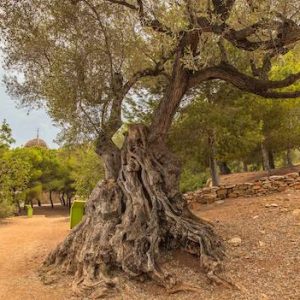 Los Olivos milenarios en Alcanar en Tarragona