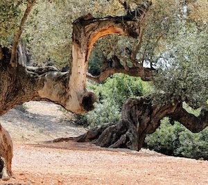 Los Olivos milenarios en Alcanar en Tarragona