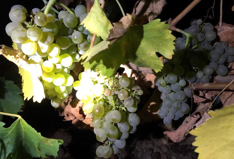 Uvas de la recogida de la vendimia en Rueda en la provincia de Valladolid