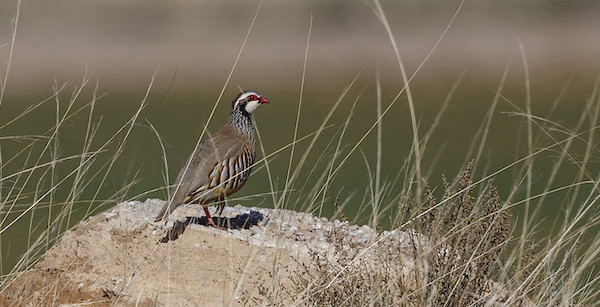 Perdiz en el campo en Cabra en la provincia de Córdoba