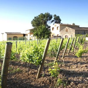 Bodega de cava en la Comarca del Alto Penedés