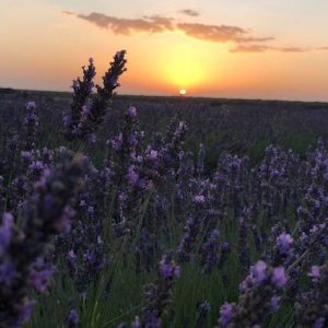 Visita guiada campos de lavanda