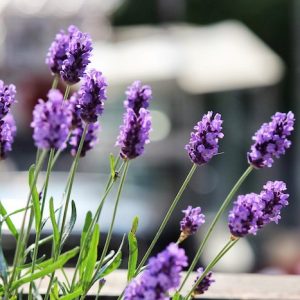 Visita guiada campos de lavanda