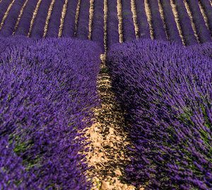 Visita guiada campos de lavanda