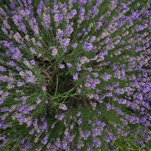 Visita guiada campos de lavanda