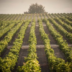 Degustación de vinos en Jerez de la Frontera
