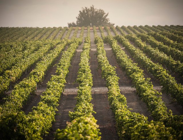 Viñedos de bodegas Lustau en Jerez de la Frontera