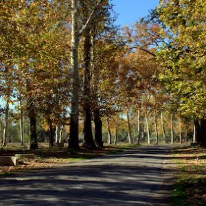 Los Gangos y merenderos de Aranjuez