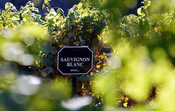 Variedad de Sauvignon Blanc en Francia