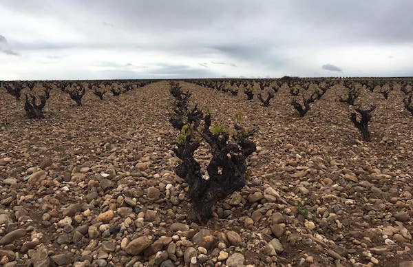 Viñedos en la ruta del vino de Toro en Zamora y Valladolid