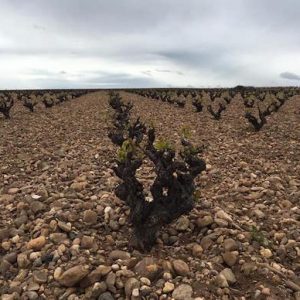 La ruta del vino de Toro