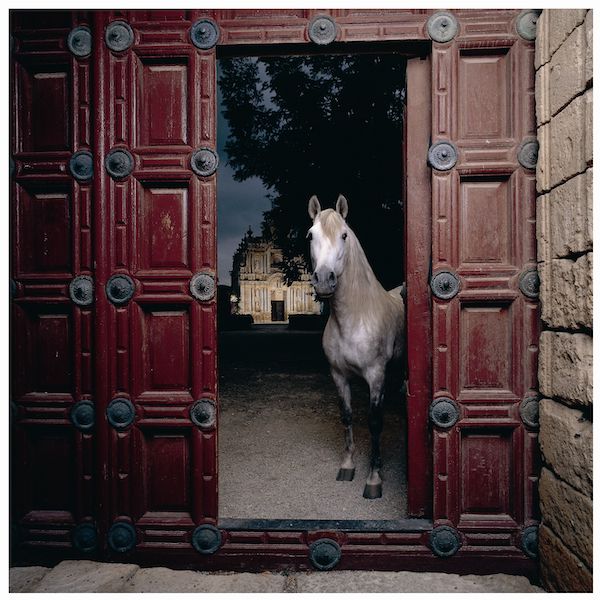 Caballo en la entrada de la dehesa Finca Fuente del Suero de la Yeguada Cartuja en Jerez de la Frontera