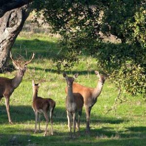 Ruta del jamón jabugo Aracena