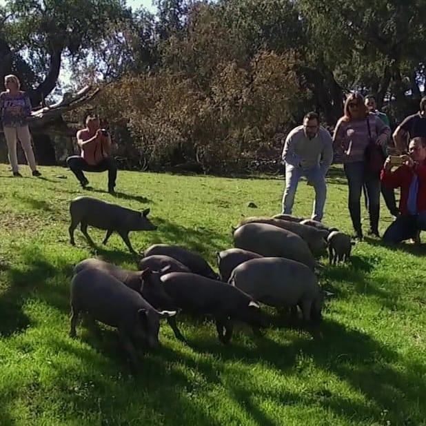 Turistas en la dehesa de jamones Eiriz en Aracena