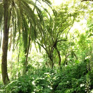 Ruta de los jardines históricos en Sanlúcar de Barrameda
